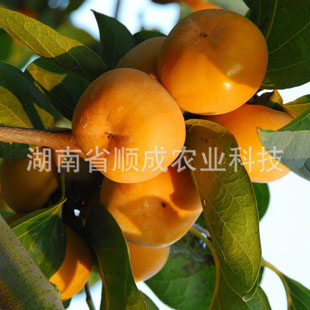 太陽(yáng)柿